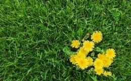 Why my grass is&nbsp;long…